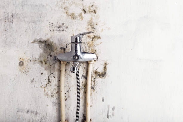 Best Certified Mold Removal  in Weldon, NC
