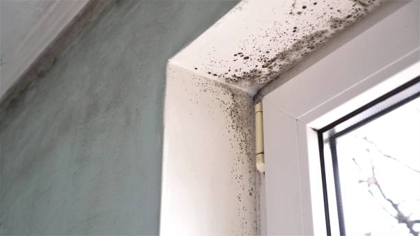 Mold Removal and Inspection in Weldon, NC
