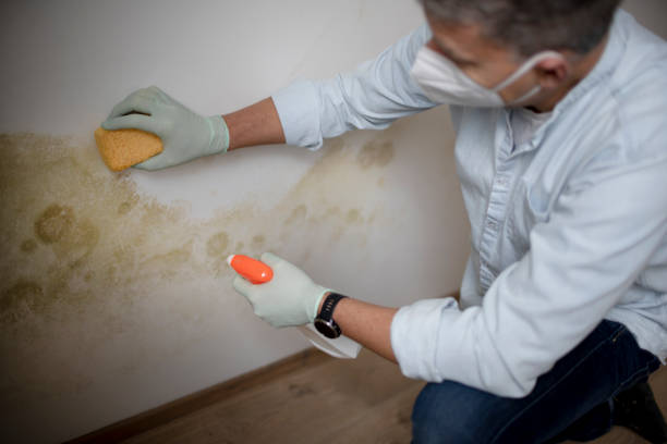 Best Commercial Mold Removal  in Weldon, NC
