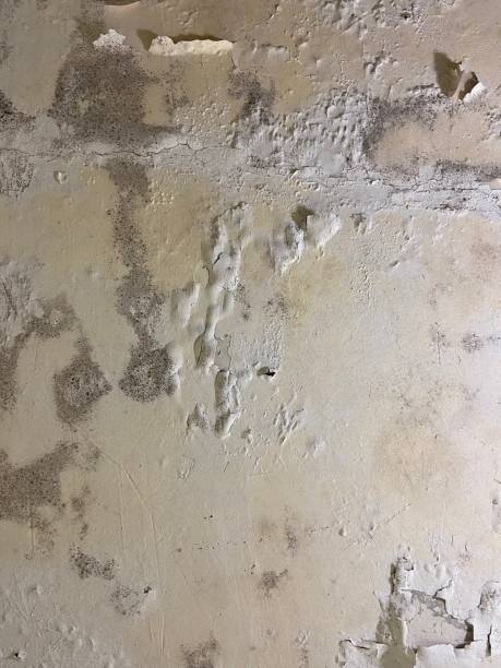 Best Attic Mold Removal  in Weldon, NC