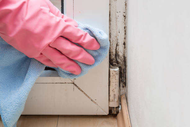 Best Office Mold Removal Services  in Weldon, NC