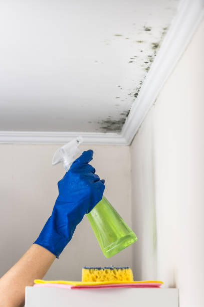 Office Mold Removal Services in Weldon, NC