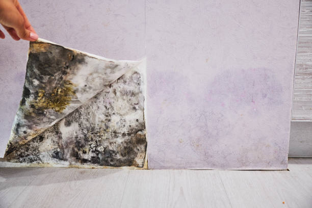 Best Mold Removal Near Me  in Weldon, NC